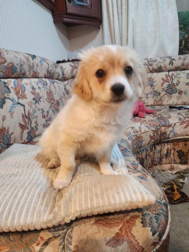 Furry puppies looking for new home 