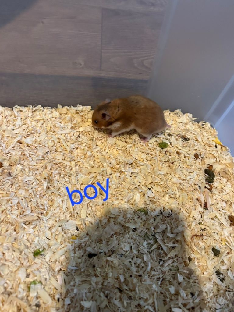 Hamster 