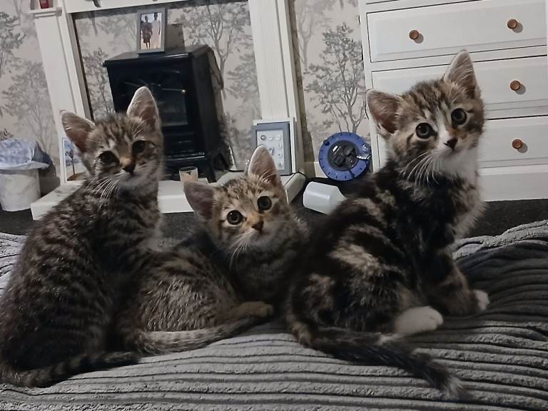 Kittens