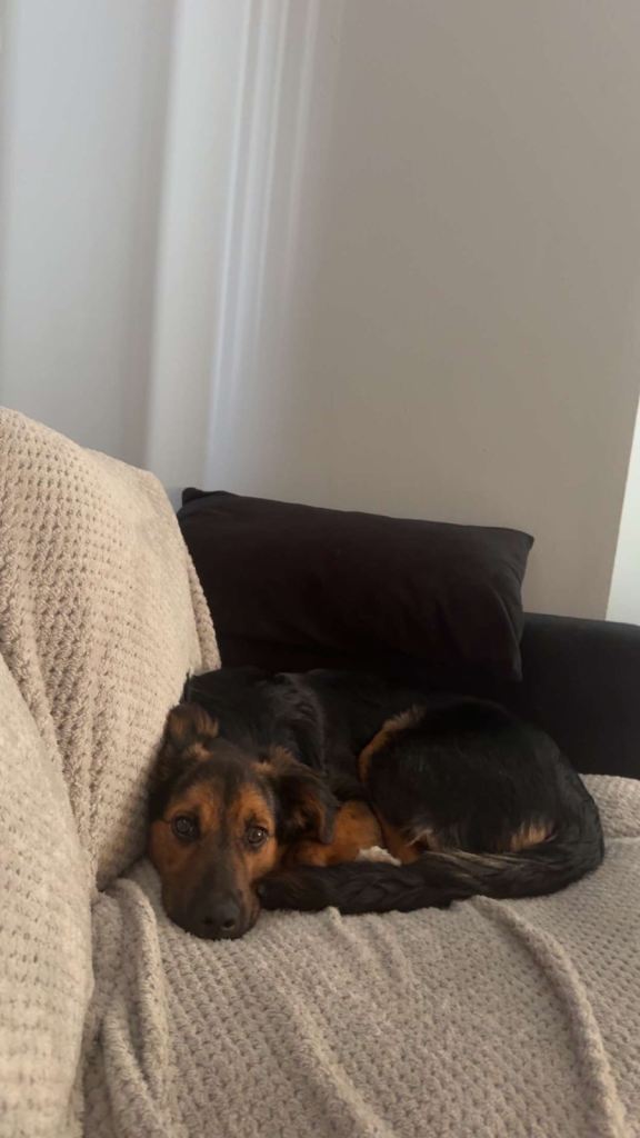 9 month old dog 