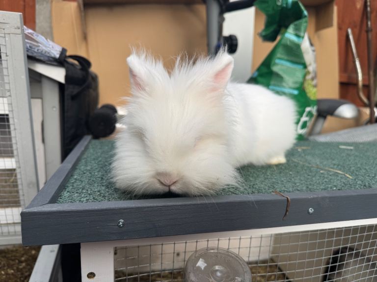 Lionhead
