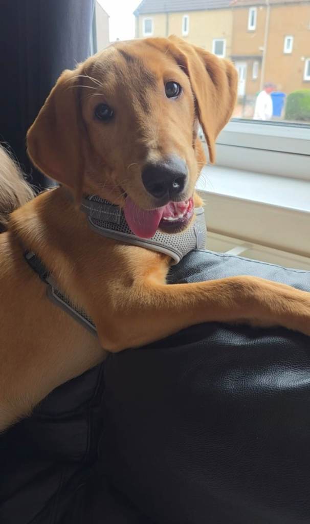 KC REGISTERED MALE LABRADOR RETRIEVER 