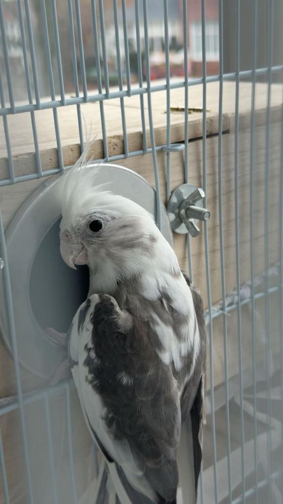 Beautiful Cockatiel for Sale