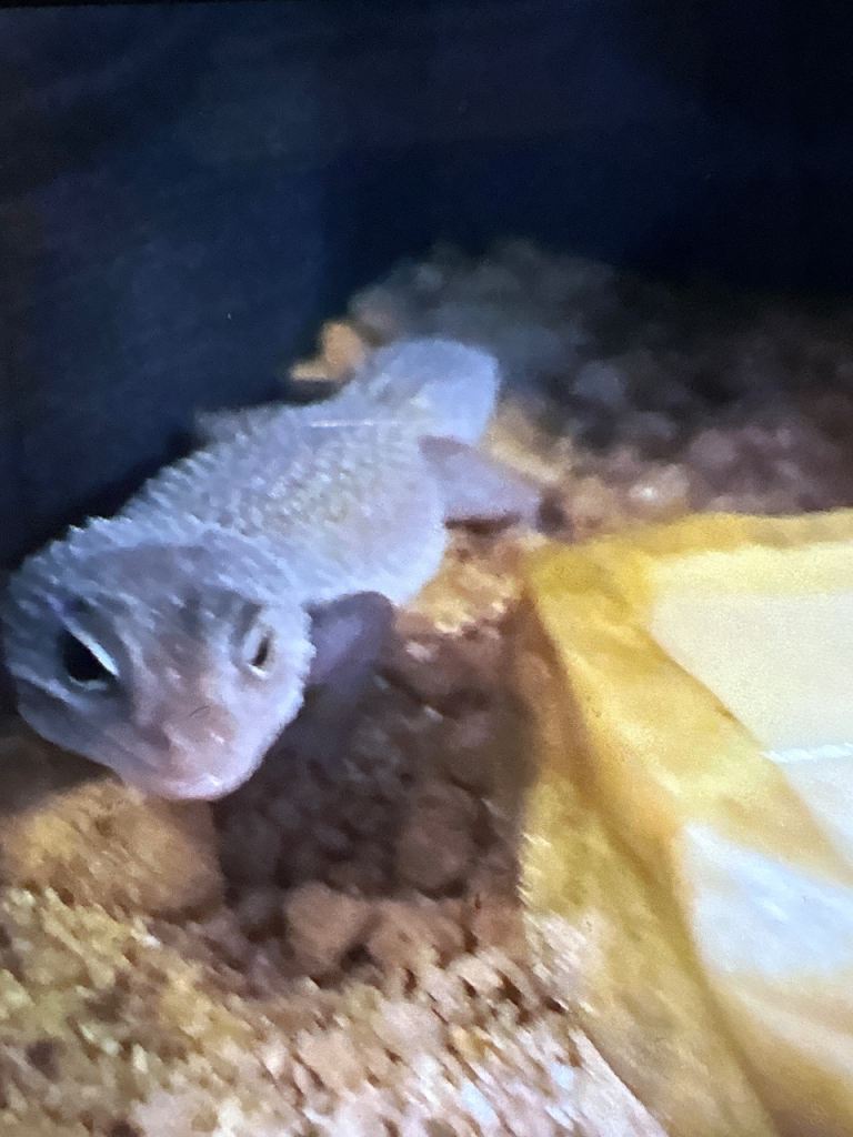 1 year old female leopard gecko