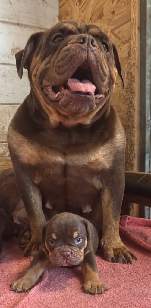 Old English bulldogs 