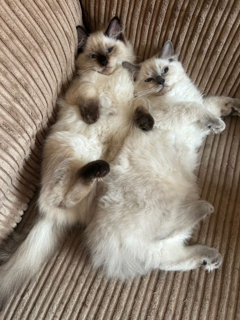 pure Ragdoll kittens🐾2 male left available🐾