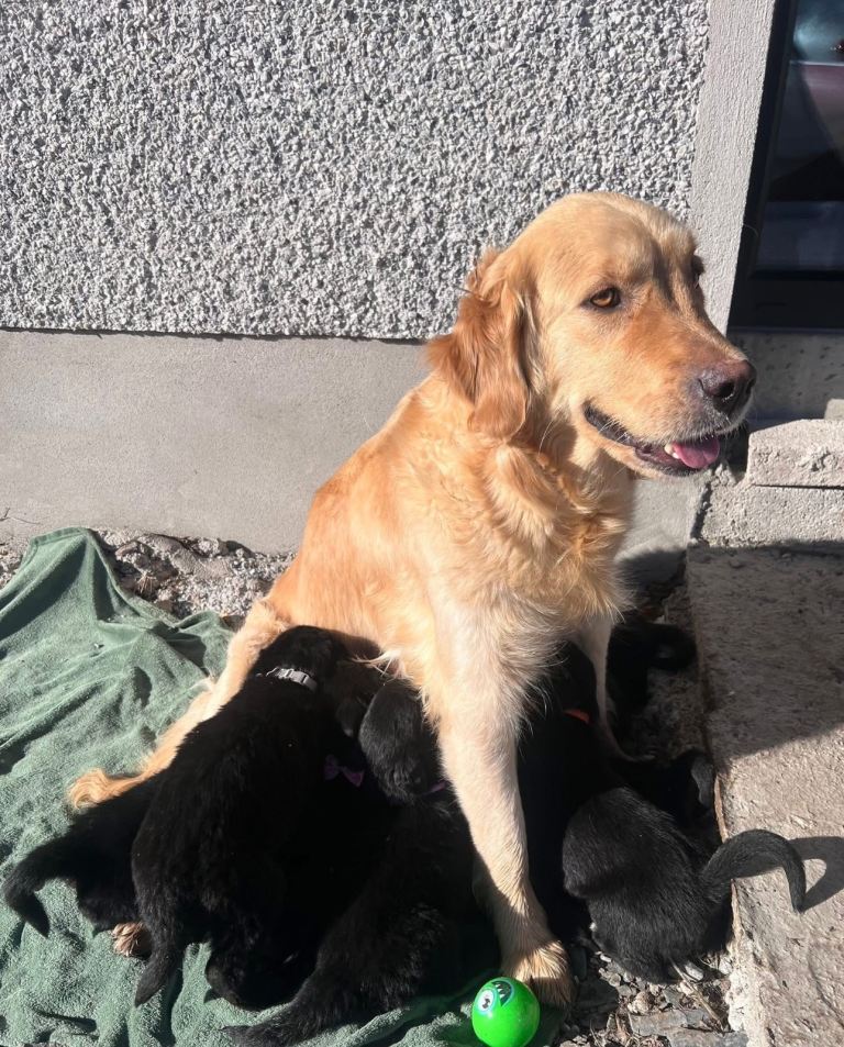 Golden retriever border collie cross puppies
