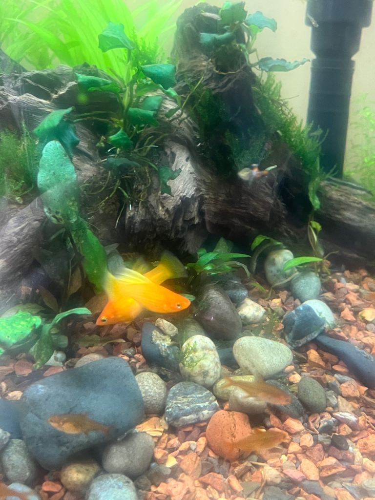Peacock Endler Guppies / Endlers Livebearers 