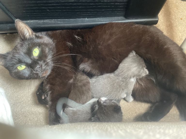 Kittens all girls