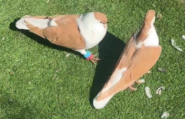 Afghan pigeons 