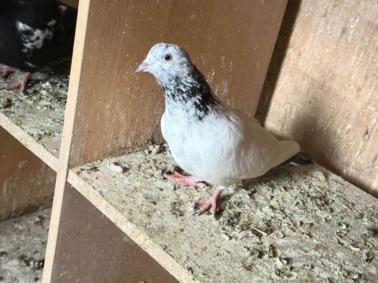 Fancy pigeons 