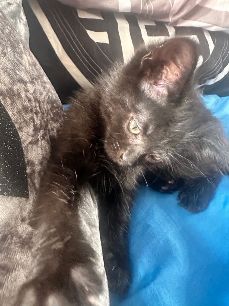Kitten