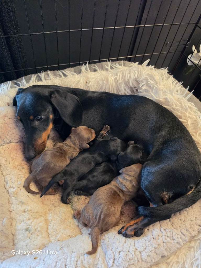 Dachshund puppys