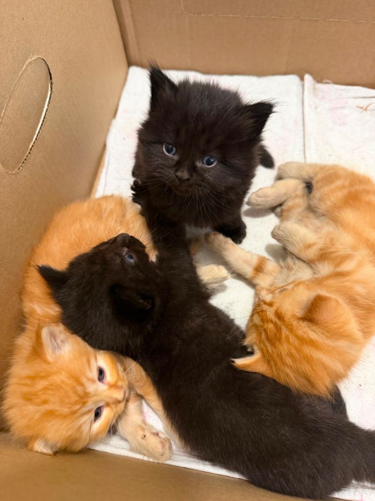 4 kitten, £70 each!