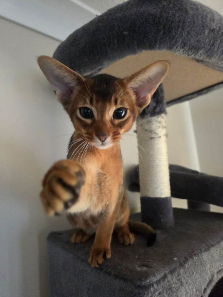 Pure Abyssinian