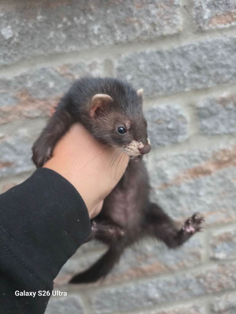 Ferrets 