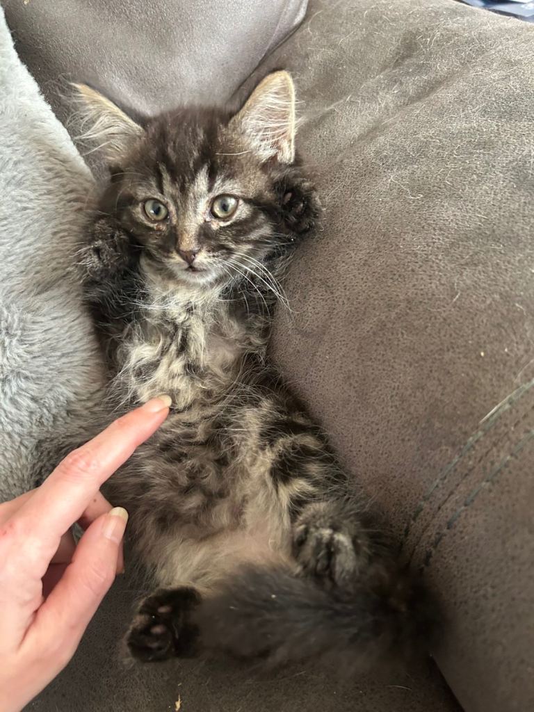 4 Beautiful Kittens