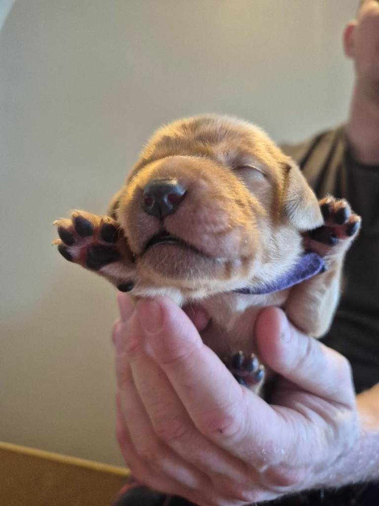 True Fox Red KC Registered Puppies