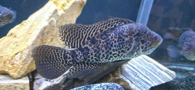 Jaguar Cichlids x3 Midas Cichlid x1