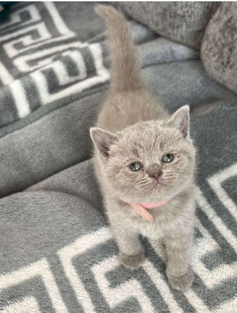Amazing, pure British shorthair kittens