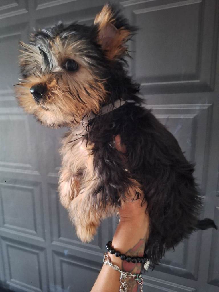 Yorkshire Terrier 