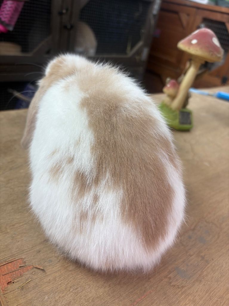 Gorgeous mini lop buck ready to leave 