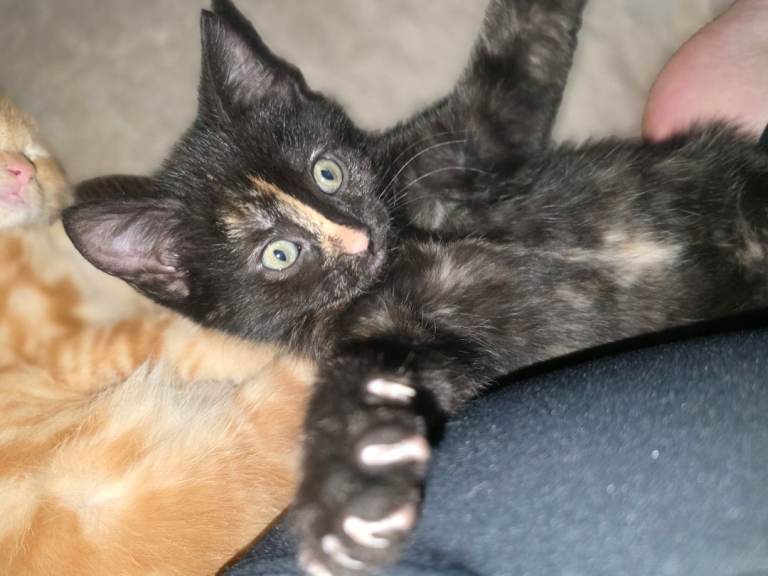 Female Ginger Kittens
