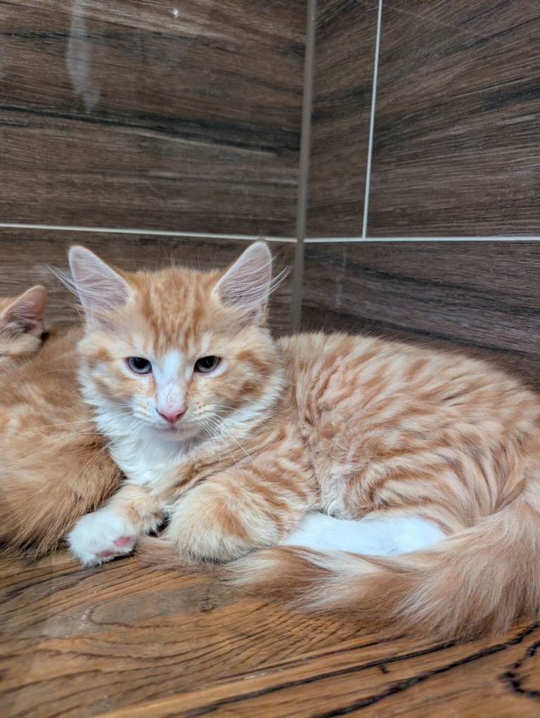 Ginger kittens for sale
