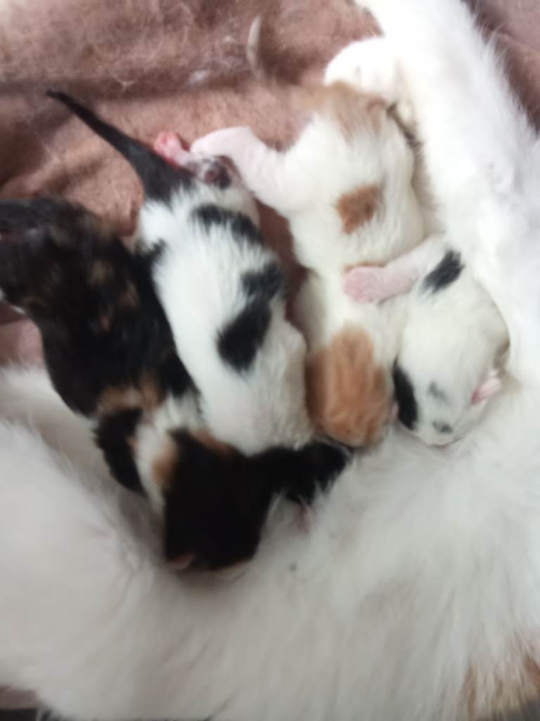 Kittens 