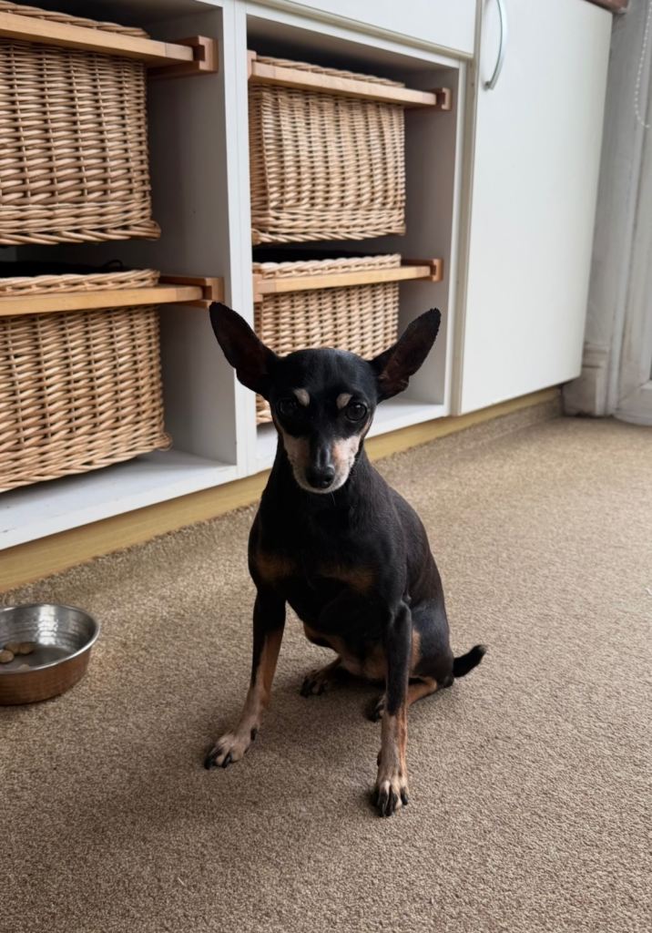 Miniature Pinscher Female Needs Rehoming 