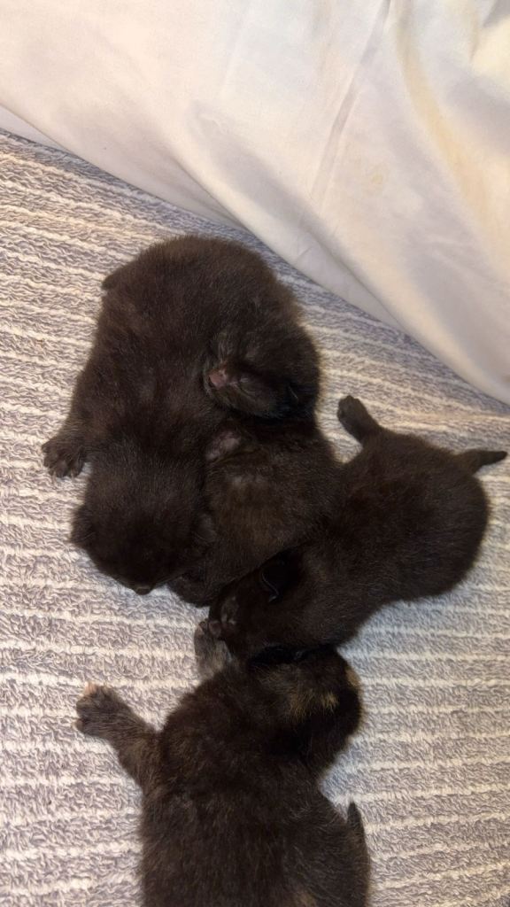 3 beautiful black boy kittens and one black and ginger girl