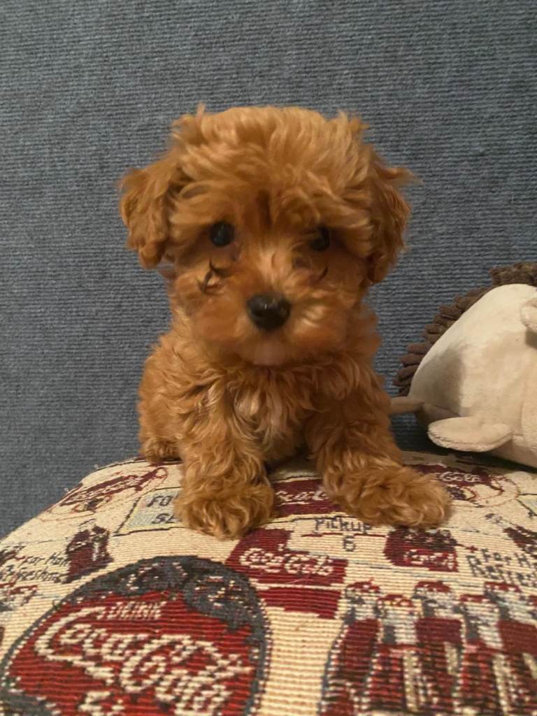 Asian poodle x cavapoo