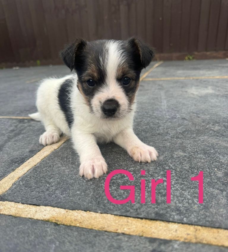 Jack Russell Puppies