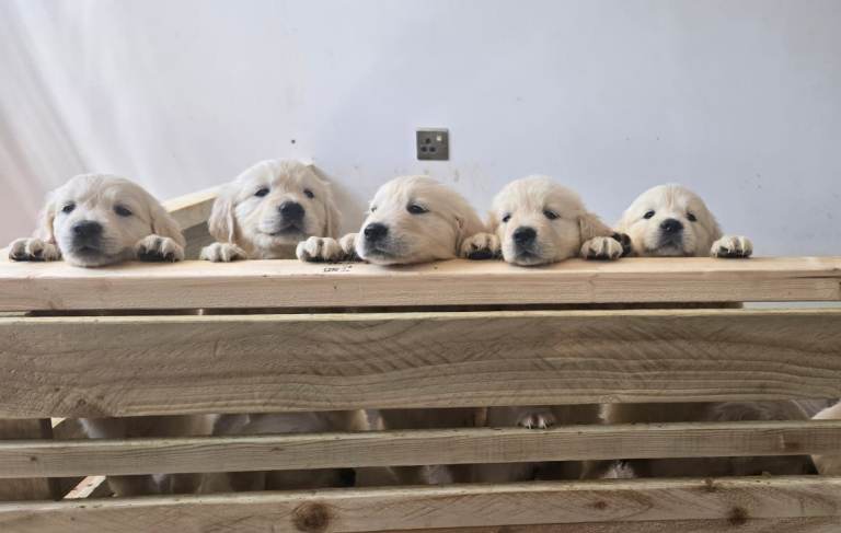KC Registered Showline Golden Retriever Puppies