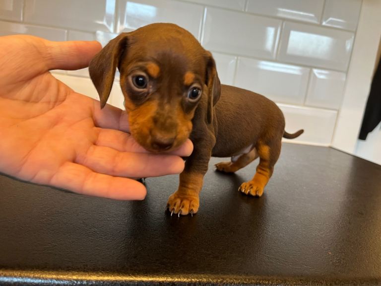 Dachshund 