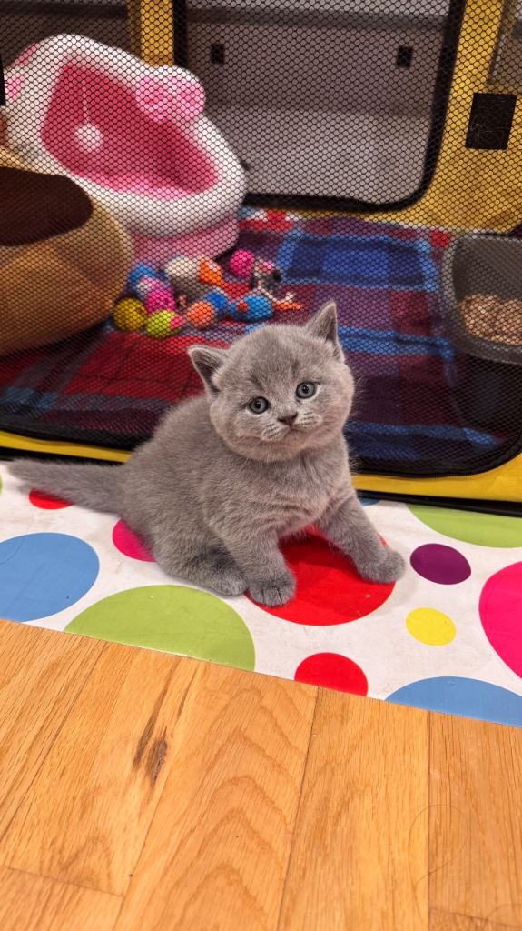 Beautiful British Shorthair Kittens – 3 Girls & 1 Boy Available
