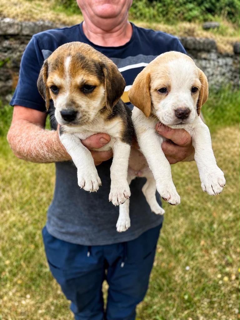 Beagle Puppies 