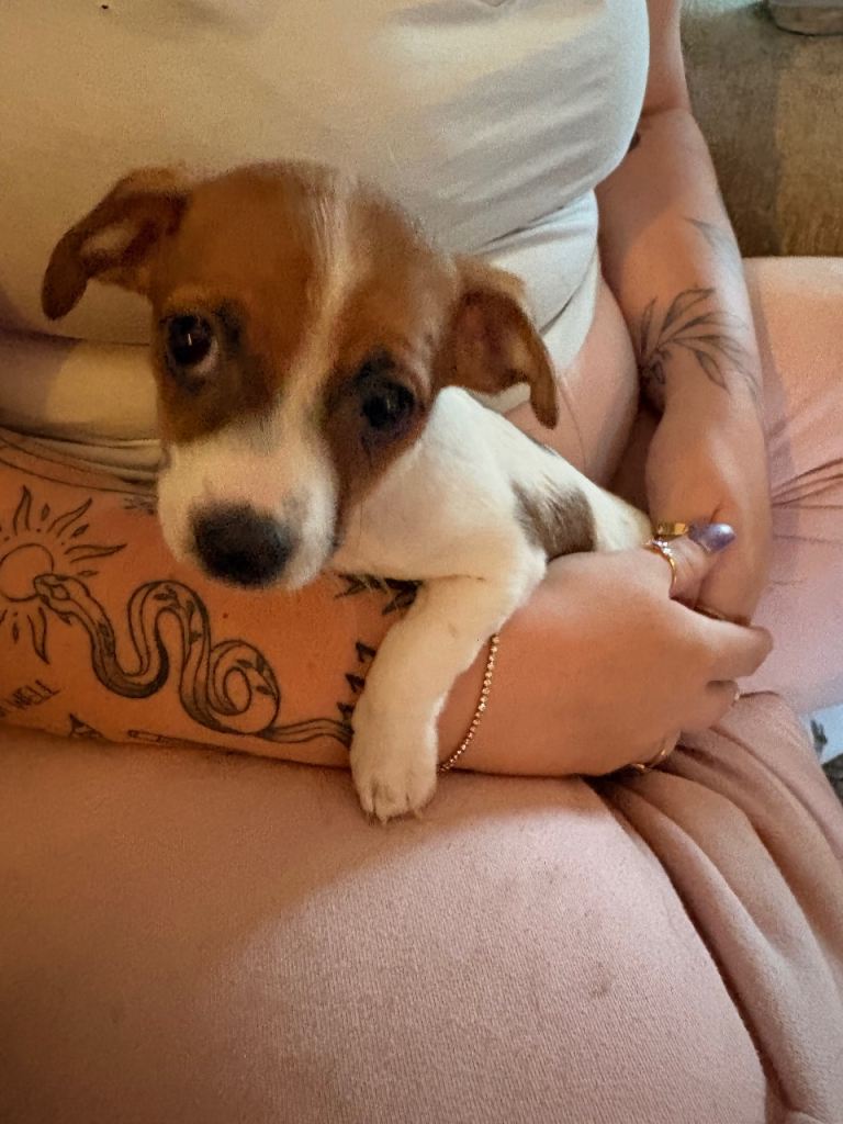 Miniature Jack Russell puppy