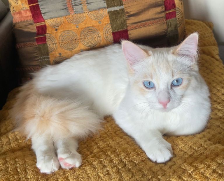Ragdoll kittens purebred pedigree 