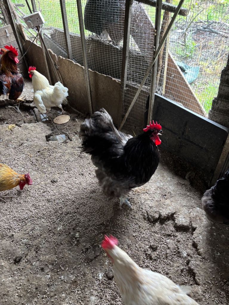 Chickens 