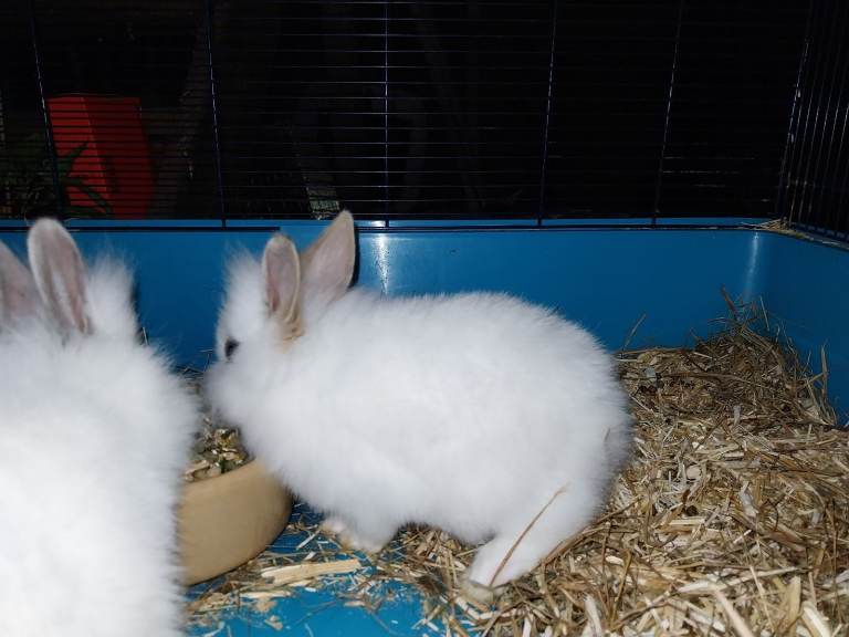 Baby fluffy rabbits 