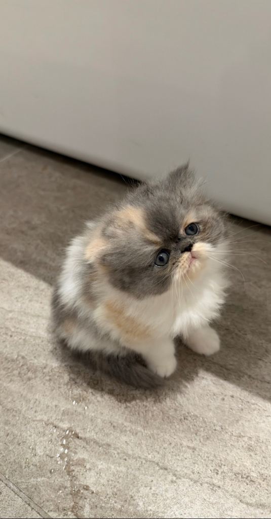Dilute calico peke face Persian kitten for sale 