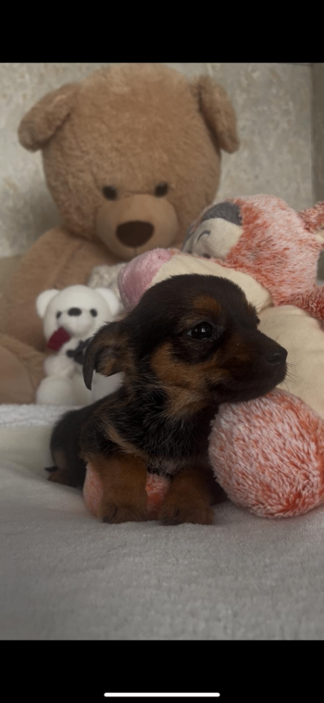 Border terrier cross dachshund