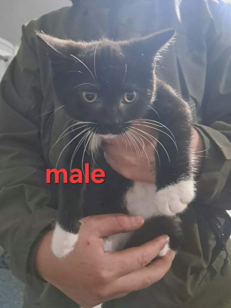 kittens 