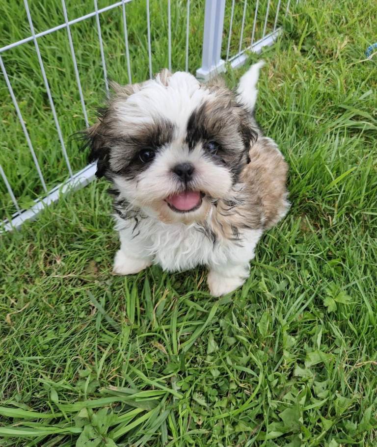 KC registered shih Tzu pups champion lines shihtzu shitzu