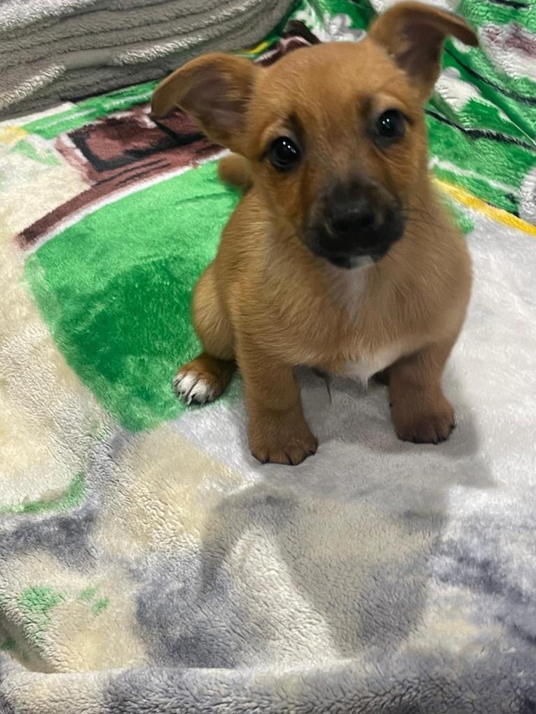 Jack Russel puppies boy and girl 