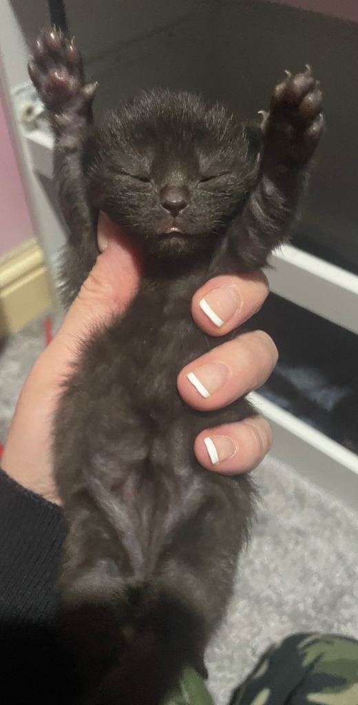 Last tiny gorgeous black kitten black-and-white one sold