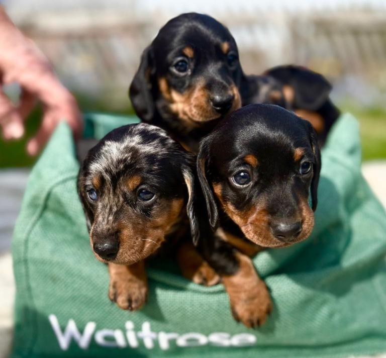 Quality Minature Short Haired Dachshund Pups