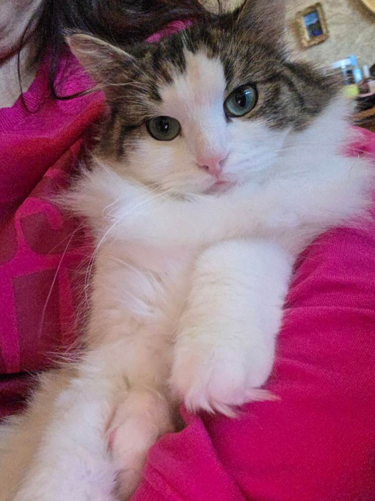 Ragdoll Mix Cat For Sale