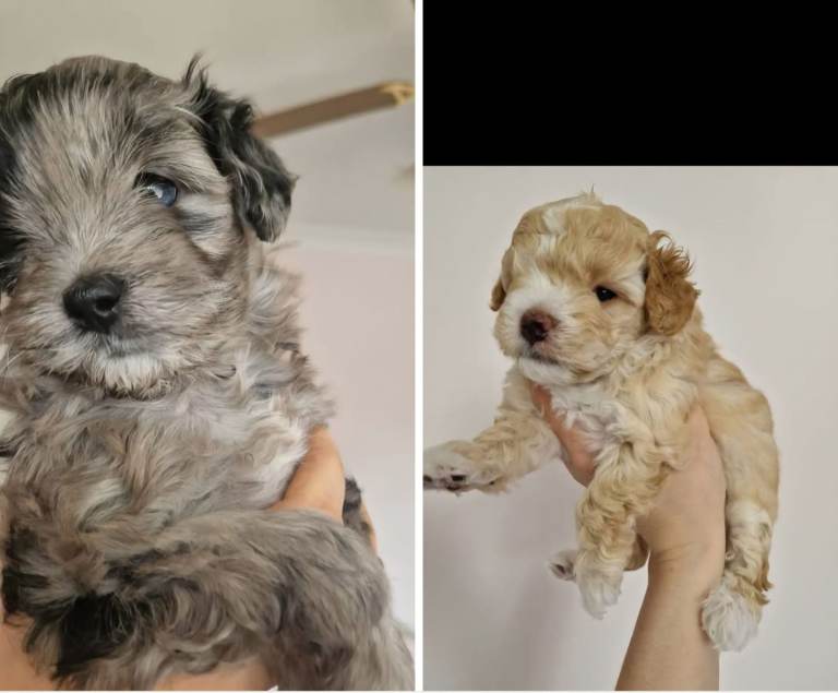 Maltipoo puppies male
